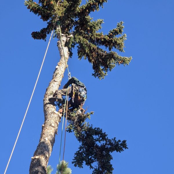 Tree Removal 21