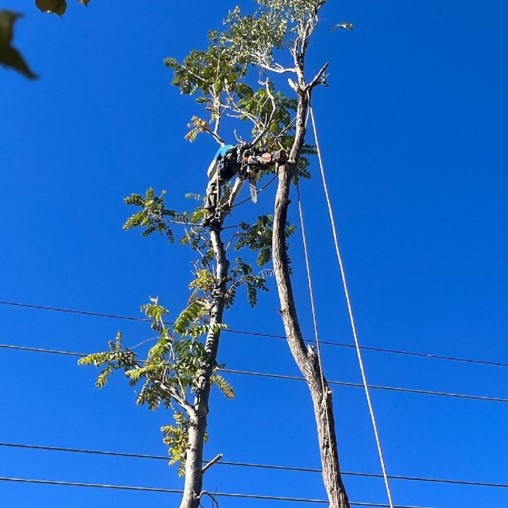 TreeRemoval9 TreeRemoval9